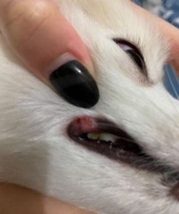 狗狗嘴邊肉紅腫