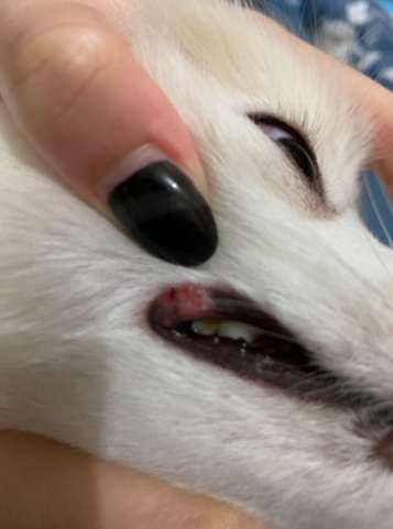 狗狗嘴邊肉紅腫原因與治療全指南：症狀識別與居家護理