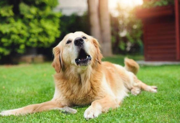 老狗一直嚶嚶叫