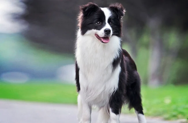 狗狗吐完没精神