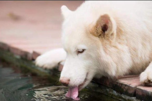 狗狗聞到漂白水