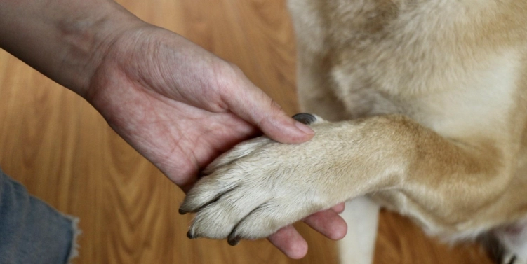 狗狗身上長一顆白白的