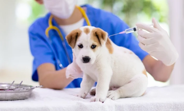 狗狗預防針一定要打嗎