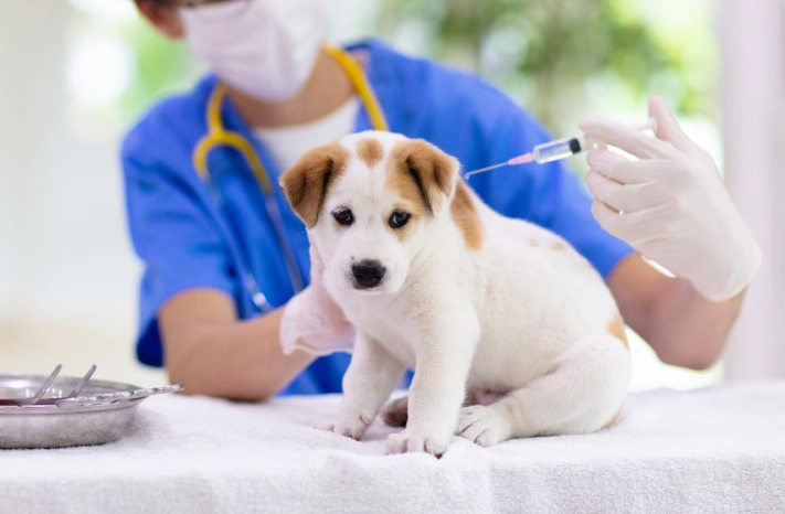 狗狗預防針一定要打嗎？獸醫解析必要性、風險與完整指南