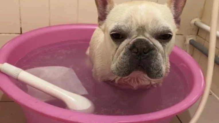 法鬥多久洗一次澡