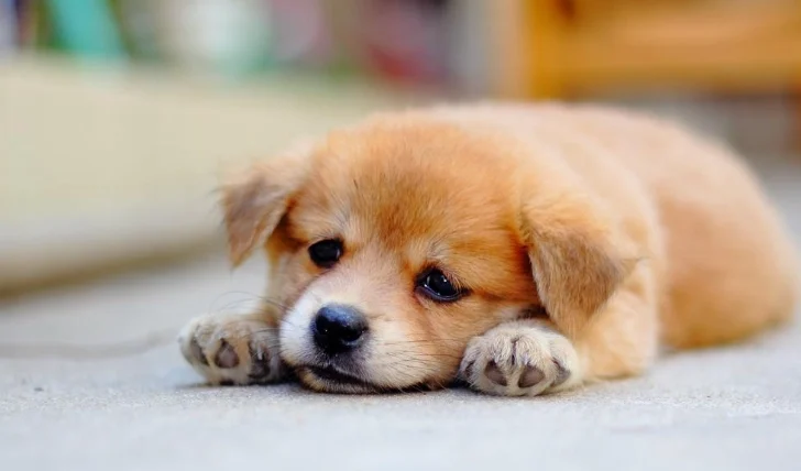 狗胰臟炎死亡率