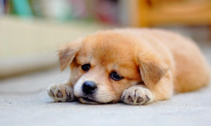 狗胰臟炎死亡率高嗎？獸醫詳解關鍵症狀與救命飲食守則