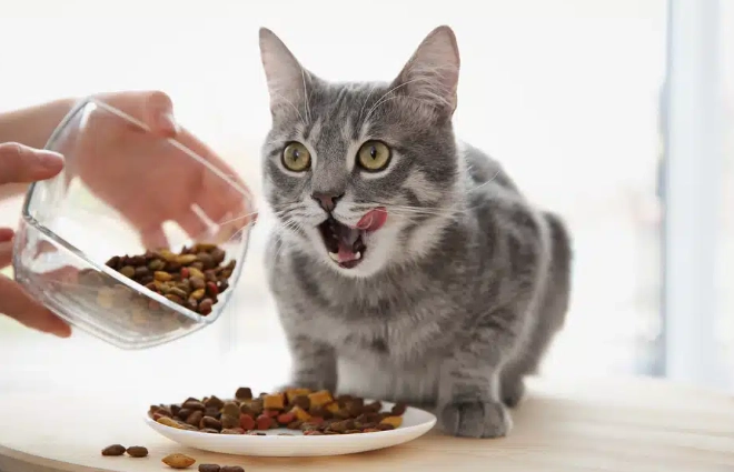 貓可以吃杏鮑菇嗎