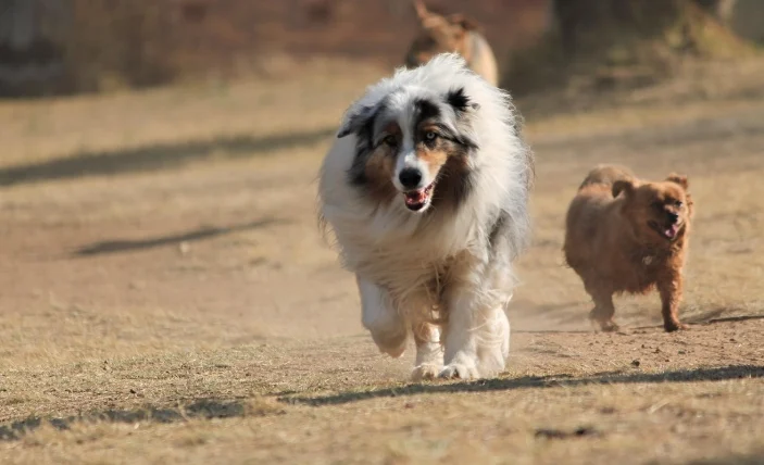 澳洲牧羊犬缺點