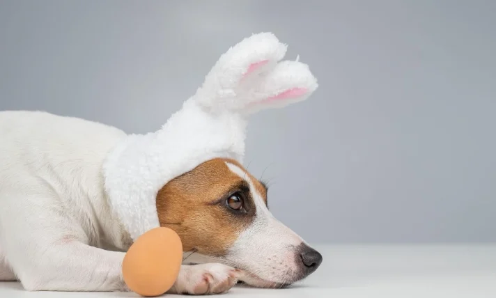 幼犬可以吃蛋嗎