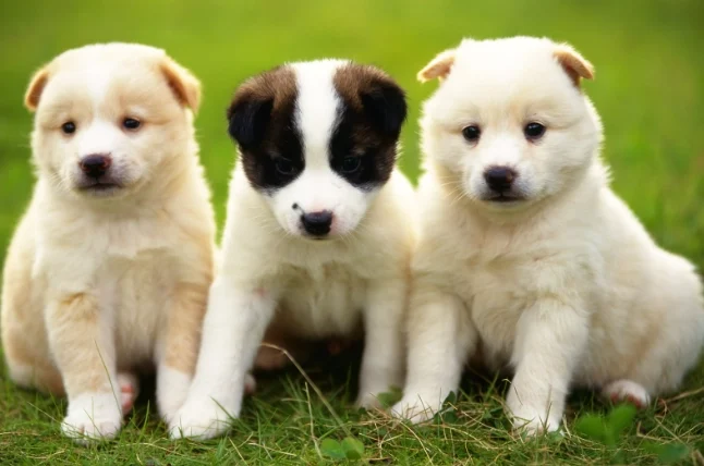 狗狗感冒了怎麼辦