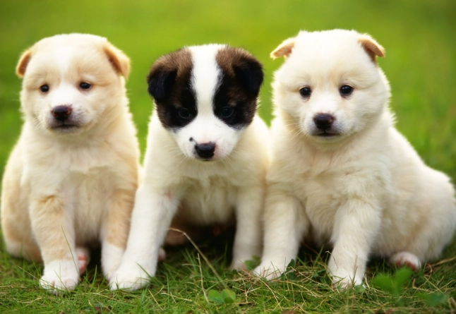 狗狗感冒了怎麼辦？症狀、護理與獸醫指南