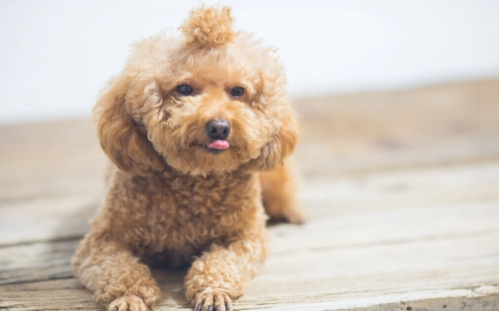 狗流口水原因全解析：從正常生理到疾病警訊的完整指南