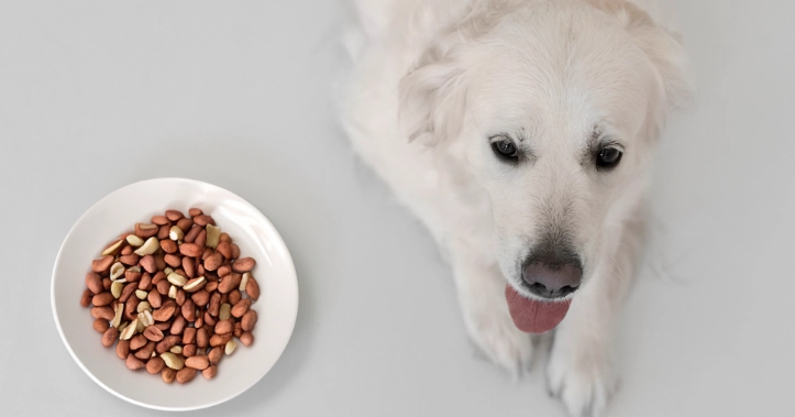 狗庫欣氏症死亡