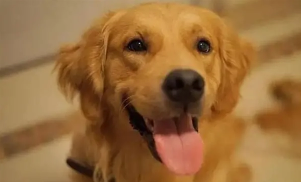 狗狗睡覺突然哀嚎