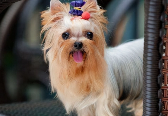 狗狗心臟肥大改善