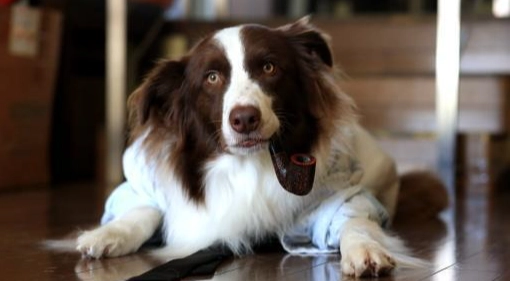 狗的智商是人的幾歲