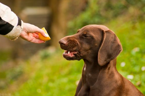 甜椒狗可以吃嗎
