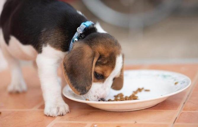 狗狗幾個月可以吃成犬飼料