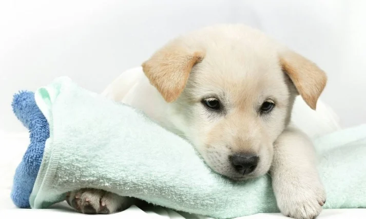 狗狗一直喘流口水