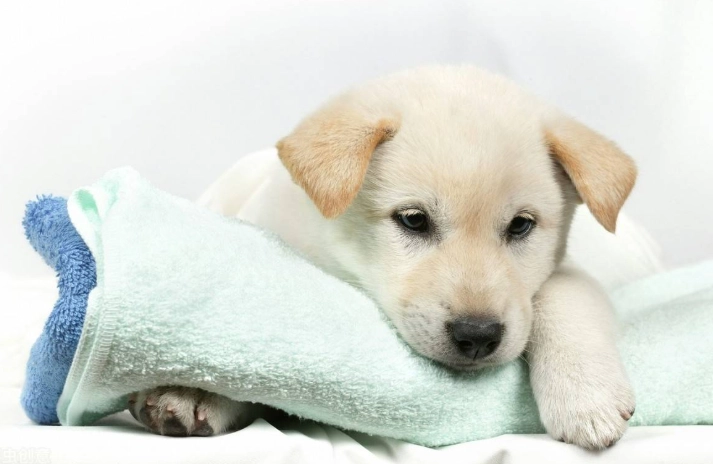 狗狗一直喘流口水怎麼辦？獸醫解析原因與急救處理指南