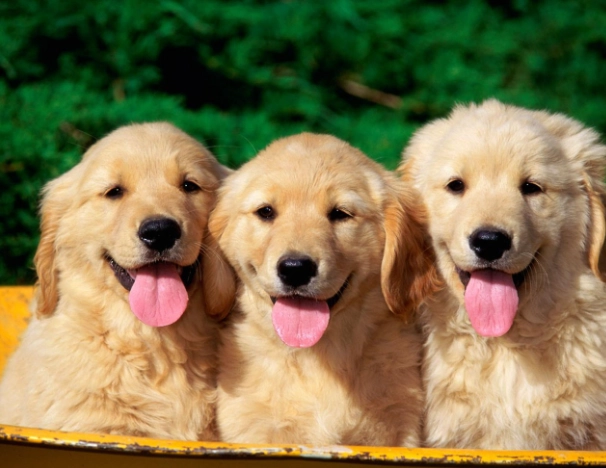 狗吃人的食物安全指南：哪些人類食物對狗有害與無害？