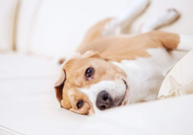 狗腎衰竭貧血：症狀、治療與居家照護完整指南