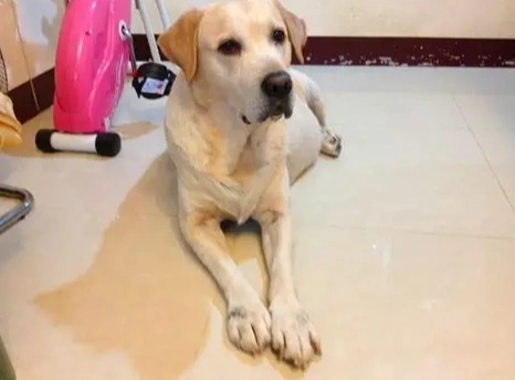 狗的壽命為什麼比人短