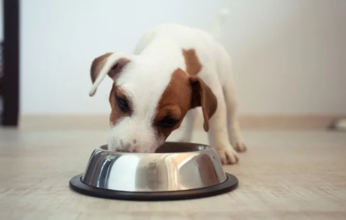 狗狗交配一定會懷孕嗎