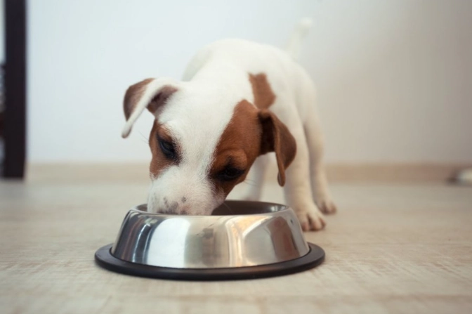 狗狗交配必懷孕嗎？獸醫揭開母犬受孕的關鍵真相