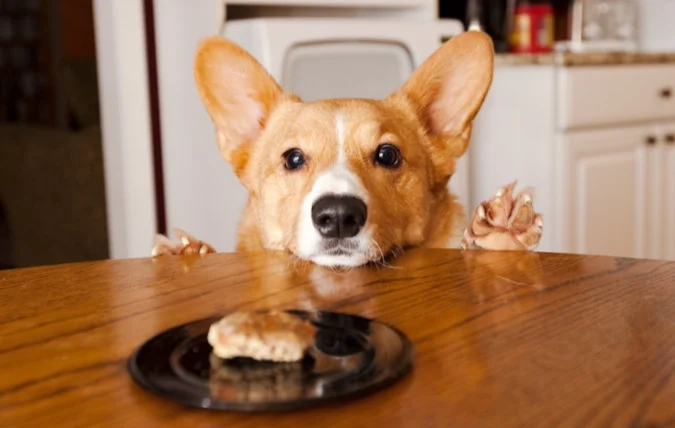 狗狗發情期可以結紮嗎