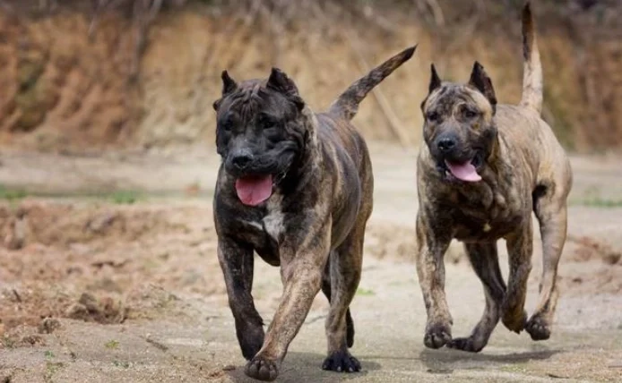 世界上最兇的狗