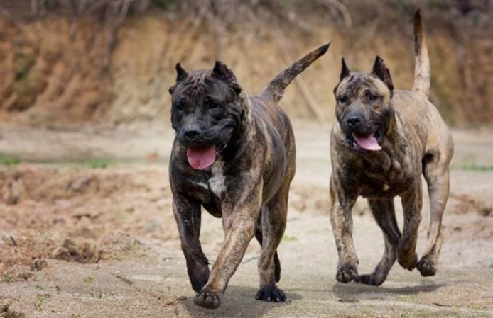 世界上最兇的狗：十大兇猛犬種真相與飼養全指南