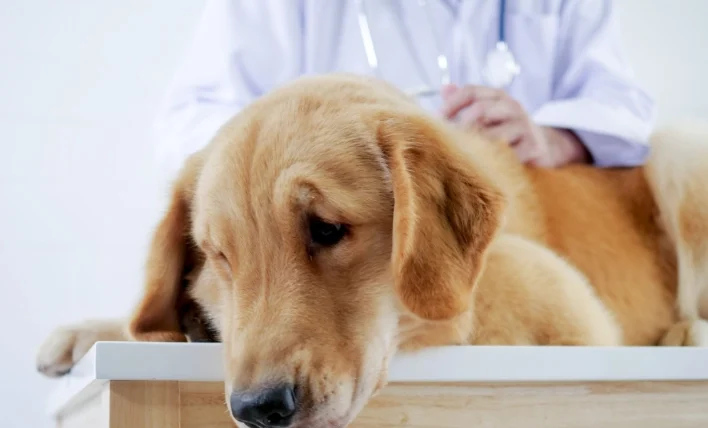 狗狗胰臟炎輸血