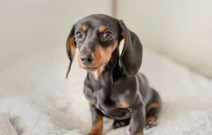 幼犬換牙口臭怎麼辦？完整指南解決原因、症狀與護理方法