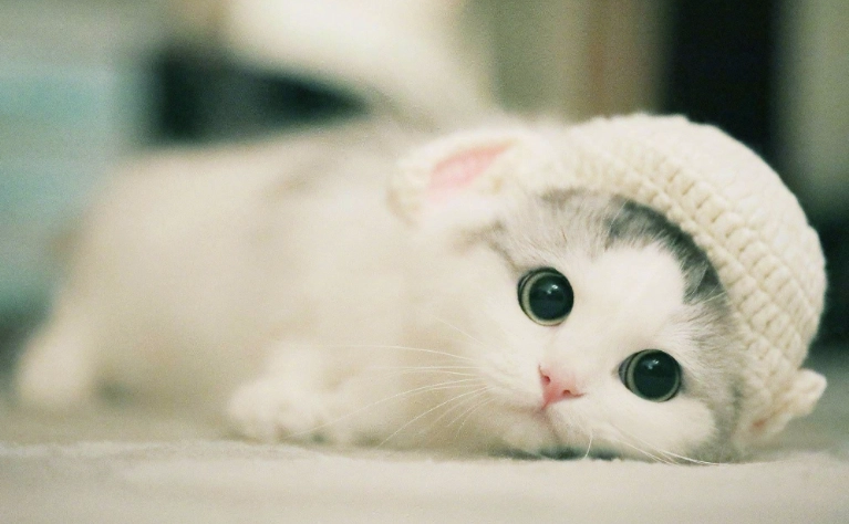 貓吃蟑螂藥怎麼辦？獸醫教你急救步驟與預防方法