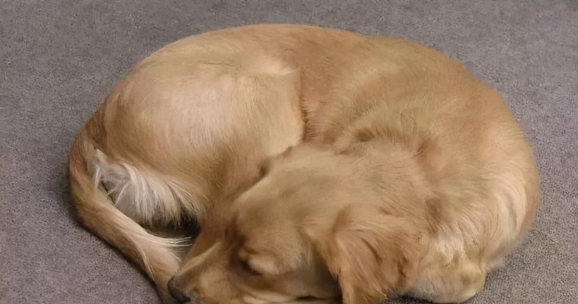 狗發抖冬天全解析：原因判斷、保暖對策與健康指南