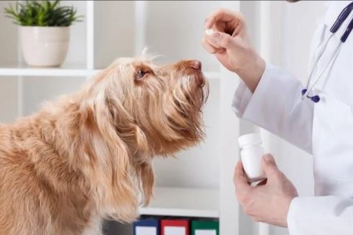 狗狗拉肚子吃益生菌