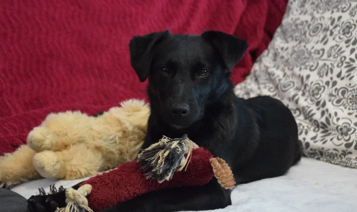 狗可以用人的牙刷嗎