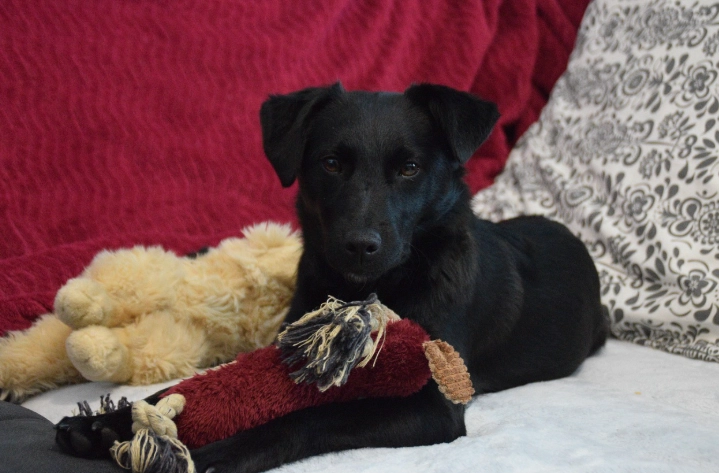 狗可以用人的牙刷嗎？獸醫解析牙刷選擇與狗狗牙齒護理全指南