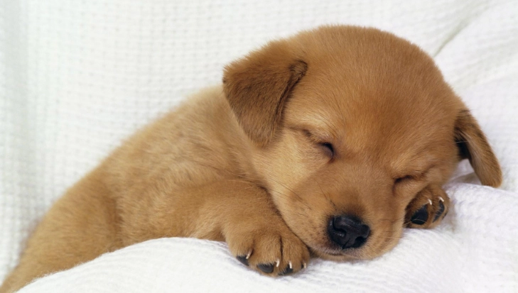 狗狗可以吃軟骨嗎