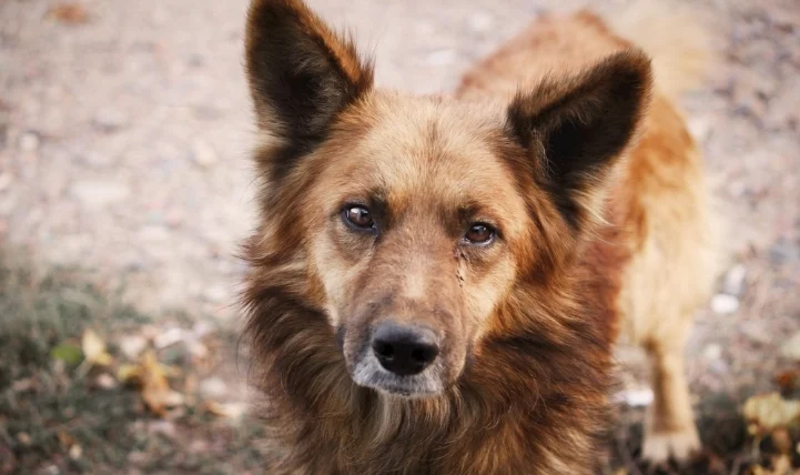 狗可以吃蒜苗嗎