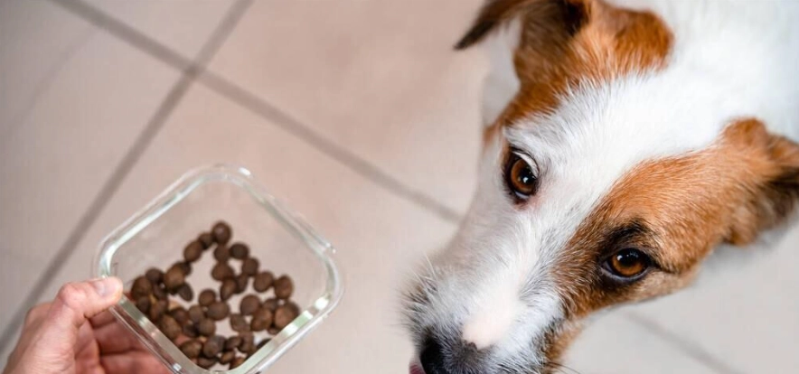 狗狗一天吃多少克？完整指南幫你精準計算愛犬食量