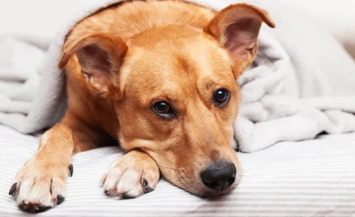 狗狗腫瘤破掉怎麼辦