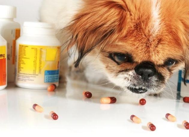 狗不小心吃到人的藥怎麼辦？緊急處理步驟與預防指南