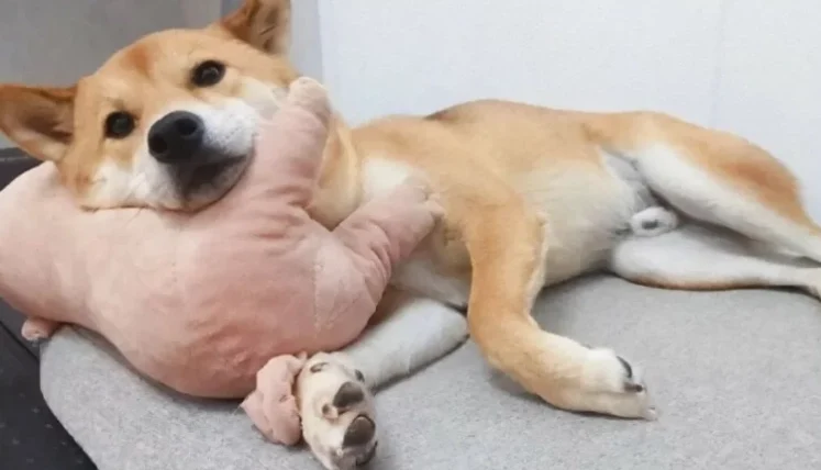 狗狗睡在主人腳邊