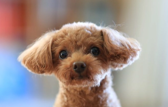 狗狗脂肪瘤會變大嗎