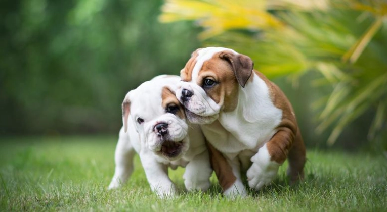 公狗發情期可以結紮嗎