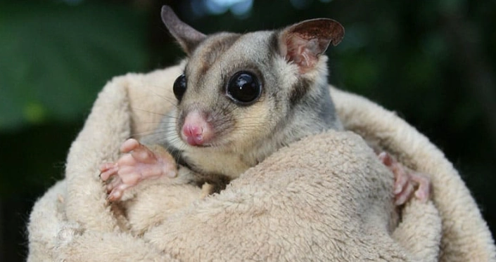 蜜袋鼯咬人原因