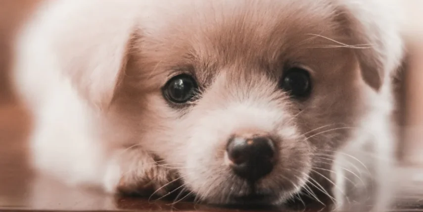 幼犬飼料成犬飼料差別